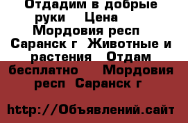 Отдадим в добрые руки  › Цена ­ - - Мордовия респ., Саранск г. Животные и растения » Отдам бесплатно   . Мордовия респ.,Саранск г.